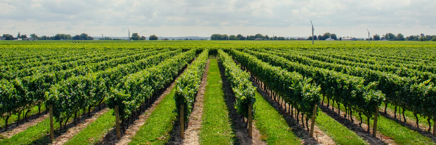 Culture de la vigne toto